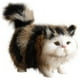 thumbnail image 2 of Juguetes para gatos Wamans, peluche de gato, peluche realista, lindo modelo de cachorro de gato, colección única de regalos de peluche para cumpleaños de niños, decoración del hogar, 2 of 4