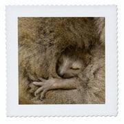 3dRose Crowned Lemur, Ankarana Special Reserve, MADAGASCAR-AF24 POX0422 - Pete Oxford - Quilt Square, 6 by 6-inch
