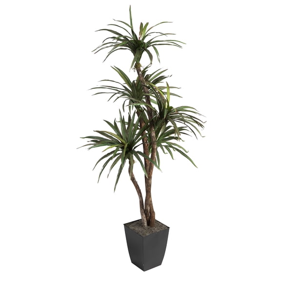 6' Dracaena Tree in Black Square Metal Planter