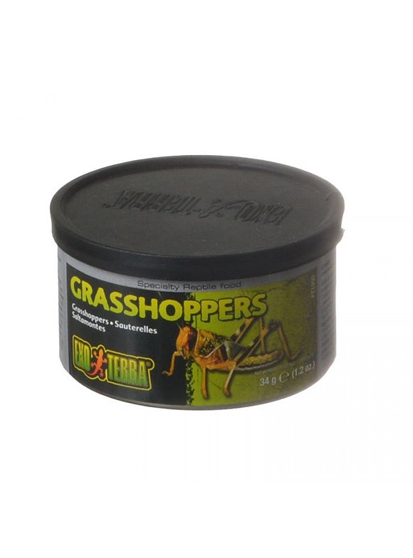 Reptile Food in Reptiles