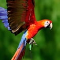 thumbnail image 3 of CIMAXIC Bird Anti-Bite Training Rope Parrot Harness Outdoor Hamster Walking Harness,4.33"X0.59"X0.59", 3 of 5