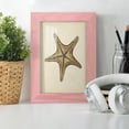 thumbnail image 6 of Sealife Collection IV - Framed Print w/glass - Sunset Pink, 6 of 8