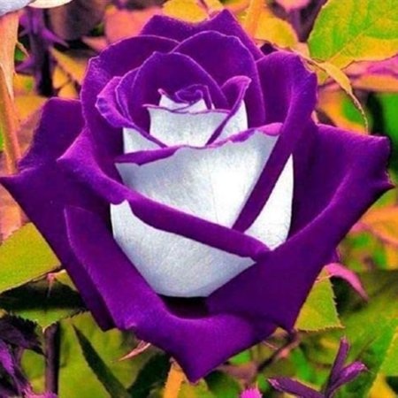 Rose Plant, Easy to Plant Perennial, Excellent Choice For Gardeners, Bearded Rose For Planting, Rhizome Easy to Grow & Maintain,
