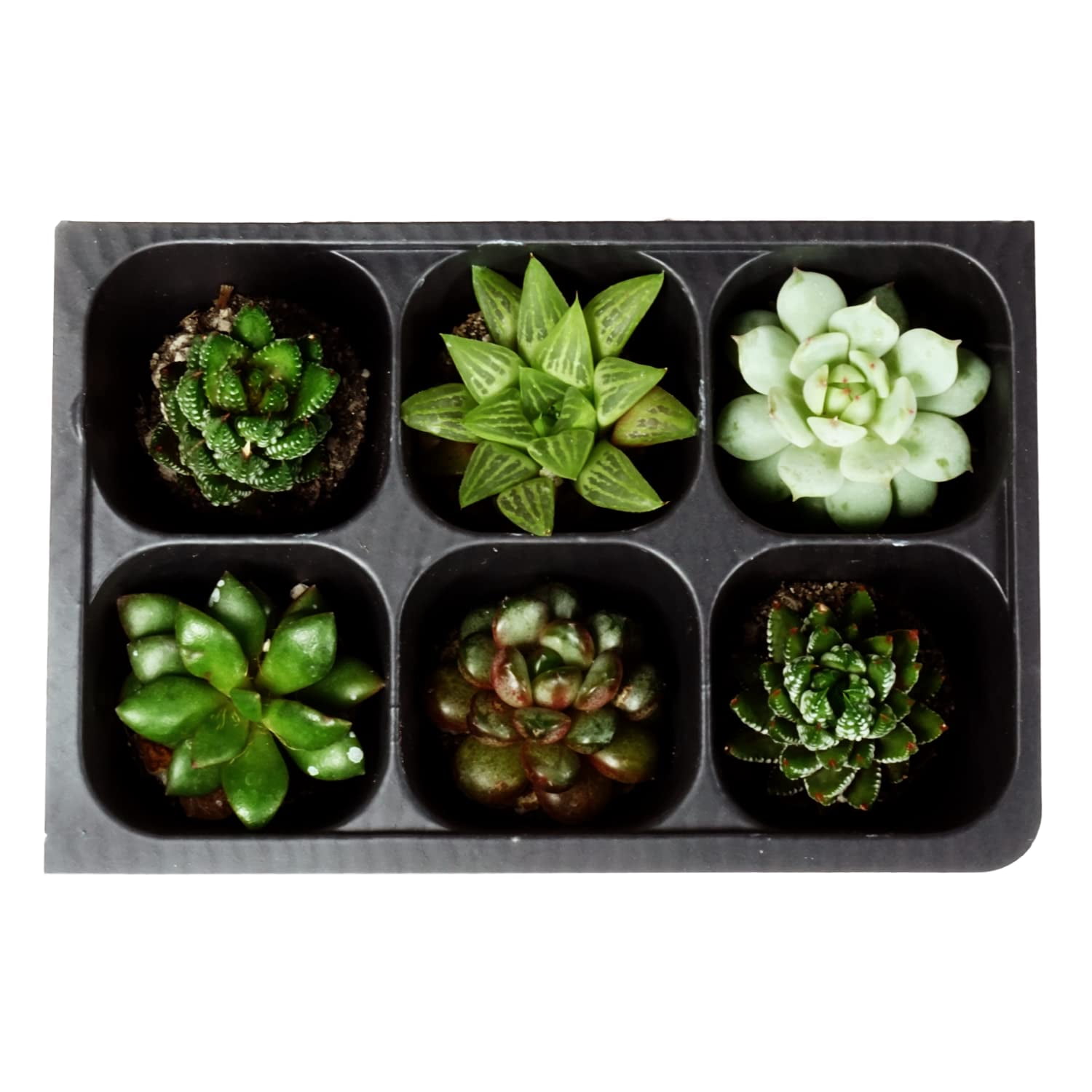 The Hydroponic City Seed Starter Tray, MVR1&nbsp;720 Cells (120 Trays - 6 Cells Per Tray) + Plant Stakes