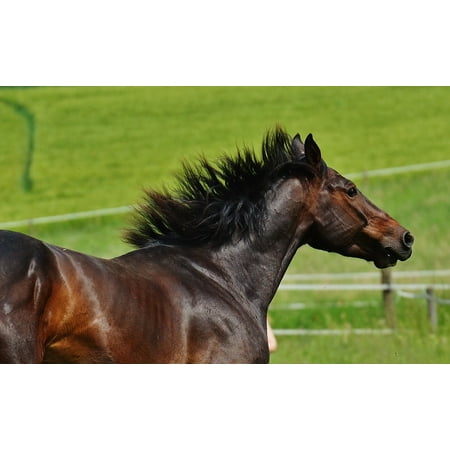 LAMINATED POSTER Stallion Coupling Paddock Gallop Horse Eat Brown Poster Print 24 x