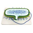 thumbnail image 3 of Modelo de muestra de germen de ciencia y naturaleza de laboratorio biológico Ayudas didácticas para el aprendizaje estudiantes Hugo Enseñanza básica de muestras, 3 of 7