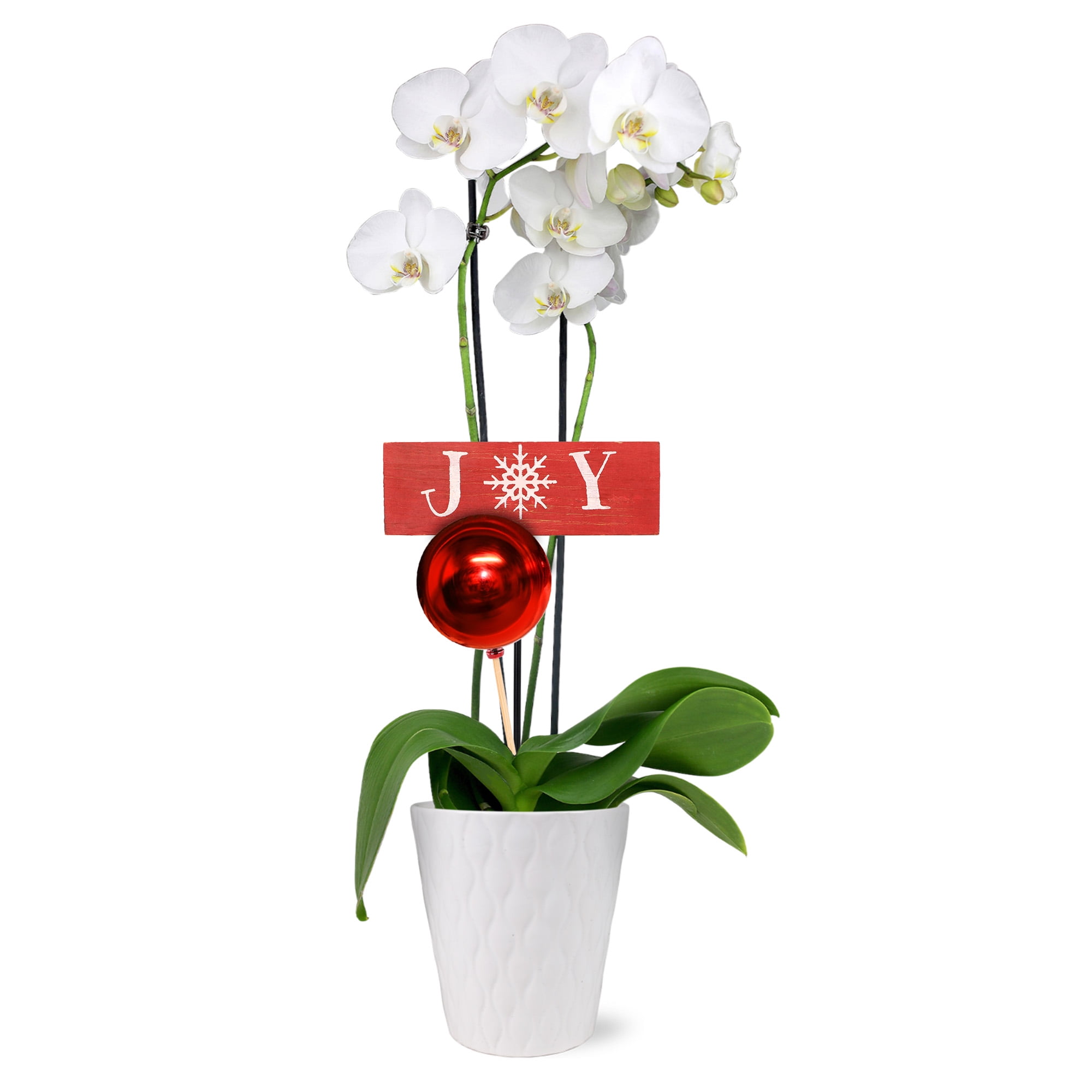 Just Add Ice 20-Pack Mini Assorted White Orchids Live Plant Party
