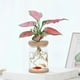 thumbnail image 1 of Xihbxyly Venta de Palets Macetas Pequeñas Transparentes para Plantas Hidropónicas, Macetas de Plástico Transparentes para Escritorio de Sala de Estar Interior, Imprescindibles para Los Amantes de Las, 1 of 7