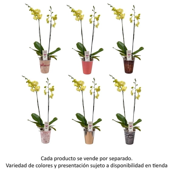 Orquídea con maceta autorriego 60 cm