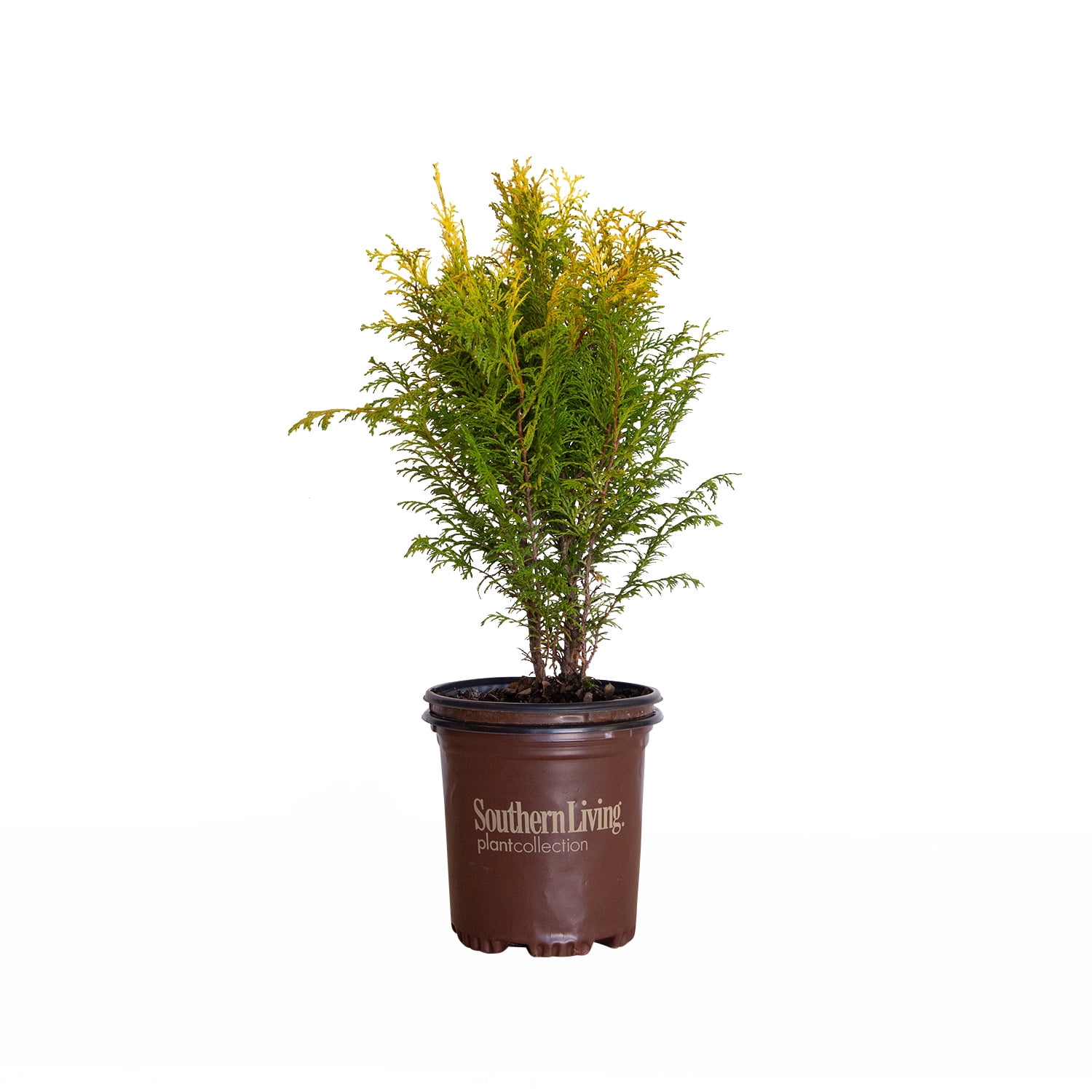 Night Light Chamaecyparis 'FalseCypress' (2.5 Quart) Evergreen Shrub