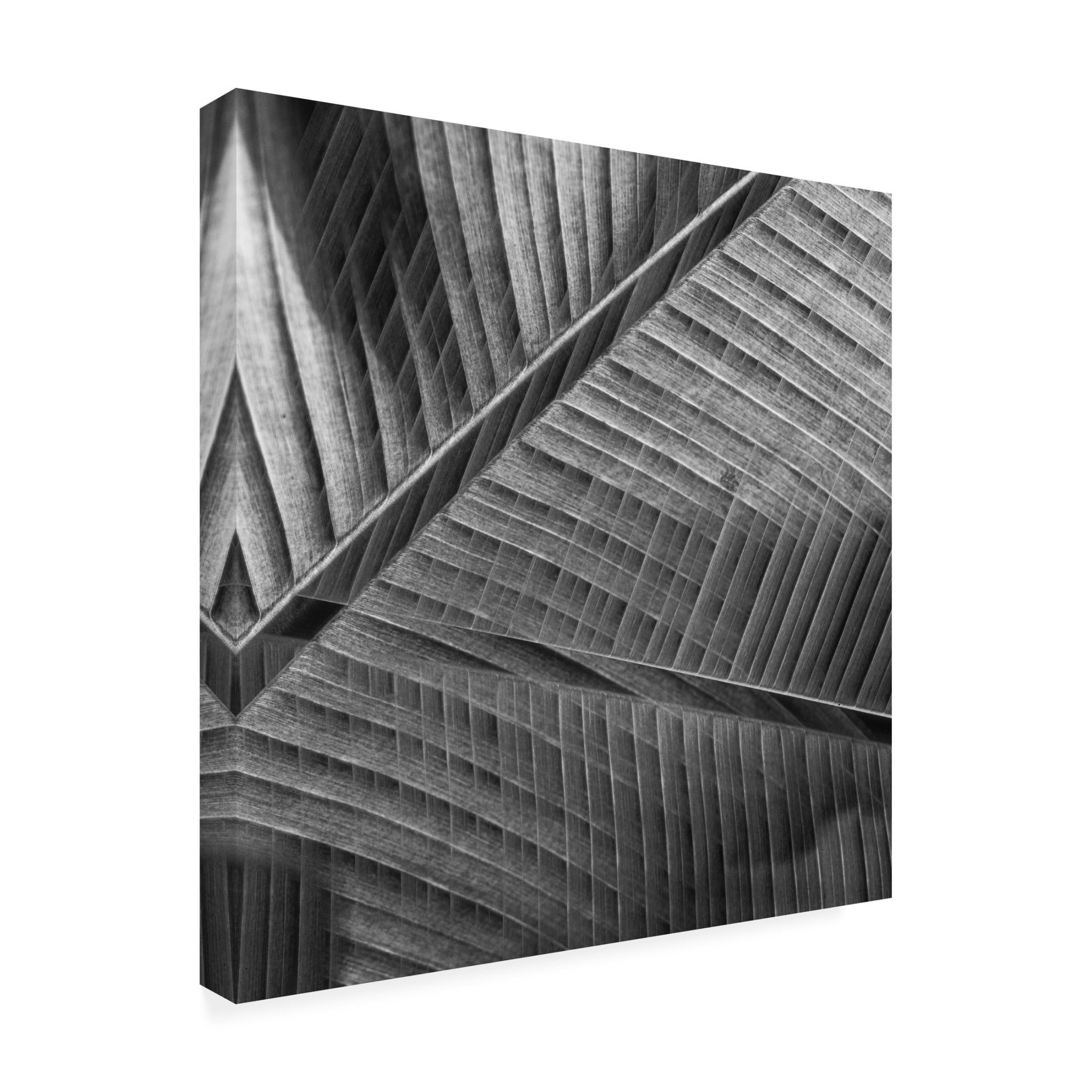 Trademark Fine Art Simon JG Ciappara Banana Lattice. Canvas Wall Art