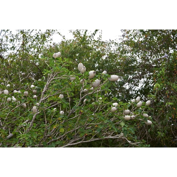 25 Cape Jasmine Flower Seeds - Small Flowering Bush, White
