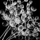 thumbnail image 5 of Monstrate 50 Uds. Ramo de capullos de cristal Artificial autoensamblaje de Navidad tallos de gota de agua cuentas ramas de flores boda Artesanía Monstrate  HA084405-00, 5 of 6