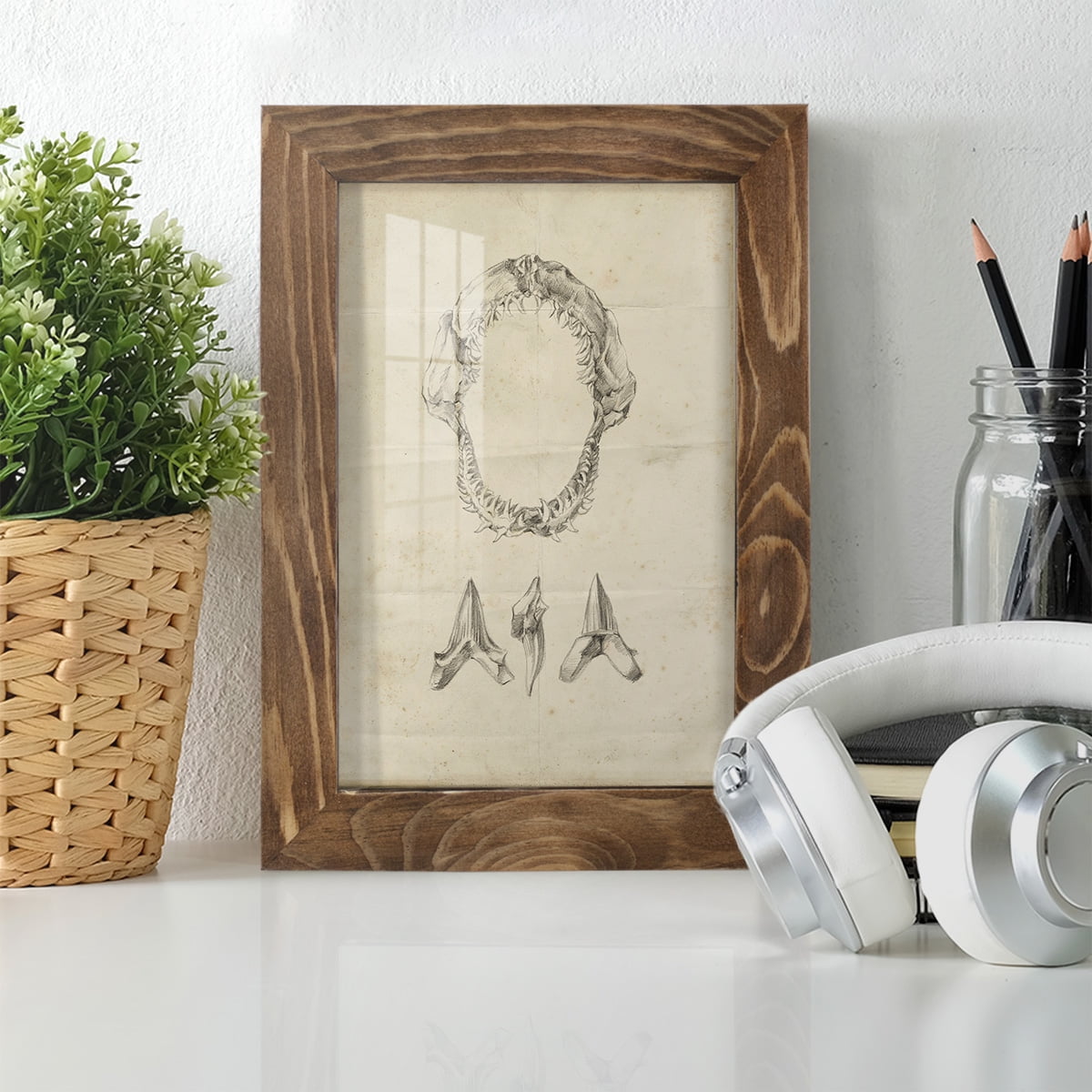 Shark Study I - Framed Print w/glass - Walnut