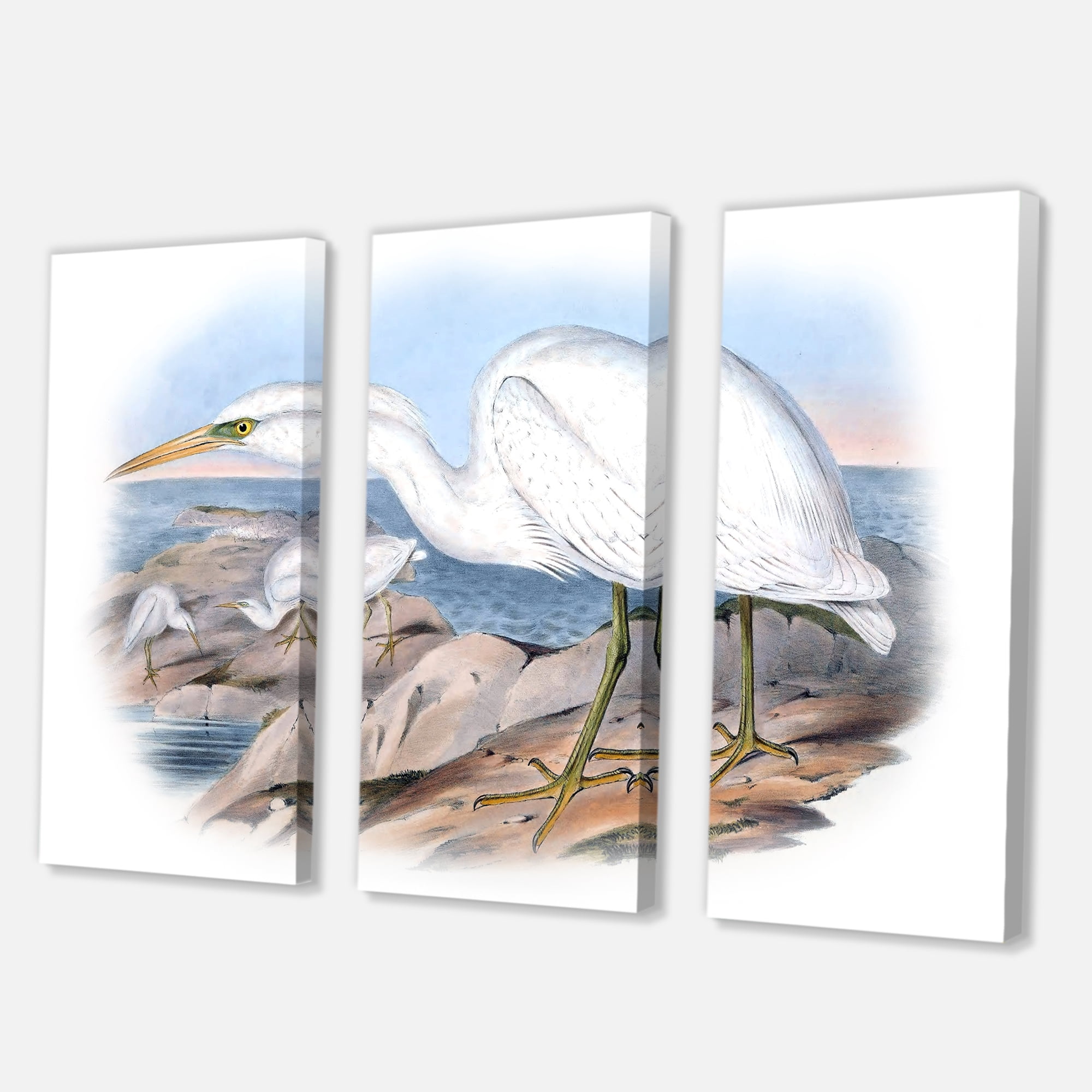 Designart ' Ancient Australian Birds XIII ' Traditional Canvas Wall Art Print