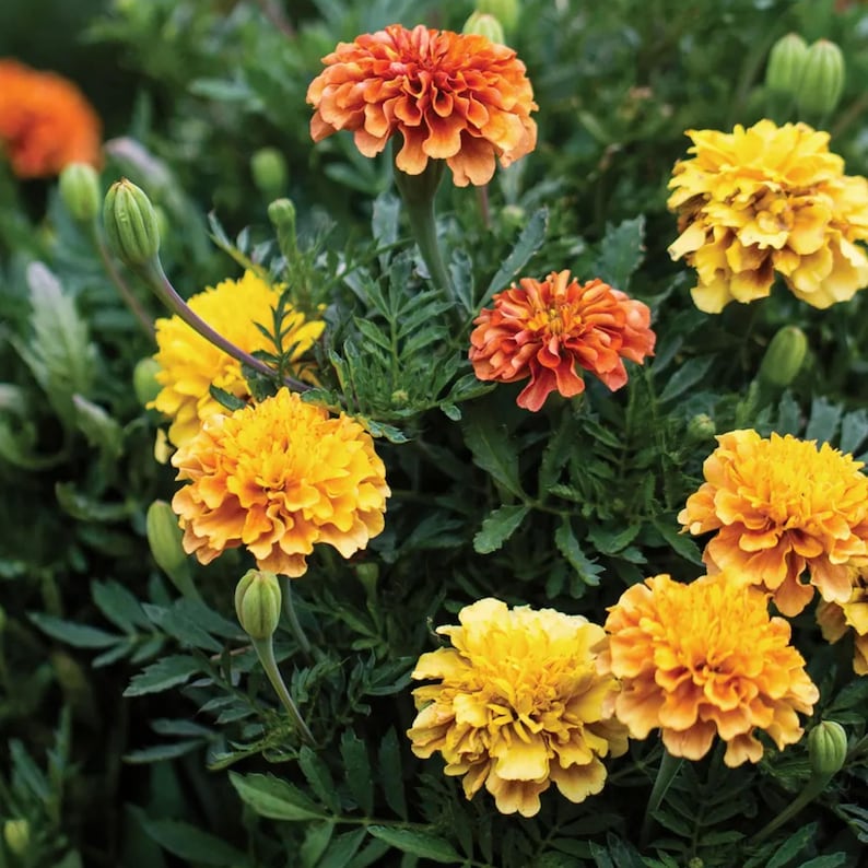 25 Marigold Strawberry Blonde Seeds - Edible, Open-Pollinating, Drought and Cold, Dwarf Variety, Plant in Spring After Frost
