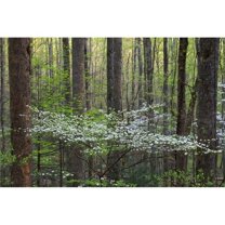 Dogwood trees in a forest Little River Tremont Great Smoky Mountains National Park Tennessee USA Poster Print
