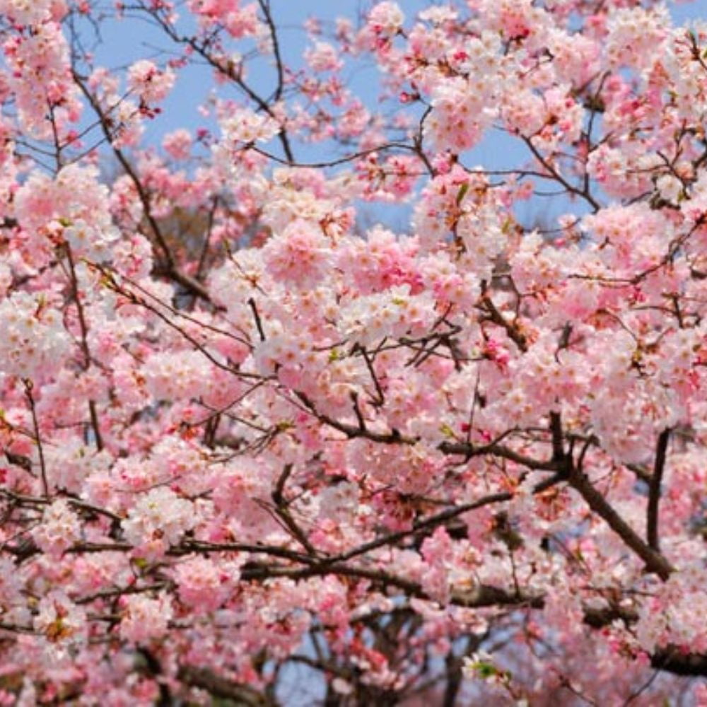 Expert Gardener 2-3 ft. tall Okame Pink Flowering Cherry Live Tree in 5-Gallon Grower Pot
