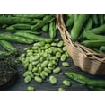 thumbnail image 5 of Windsor Fava Bean Seed, 25 Seeds, Non GMO, Heirloom, Beans used in Soups and Stews. These large, flat beans are renowned for their sweet, nutty flavor and creamy texture., 5 of 5