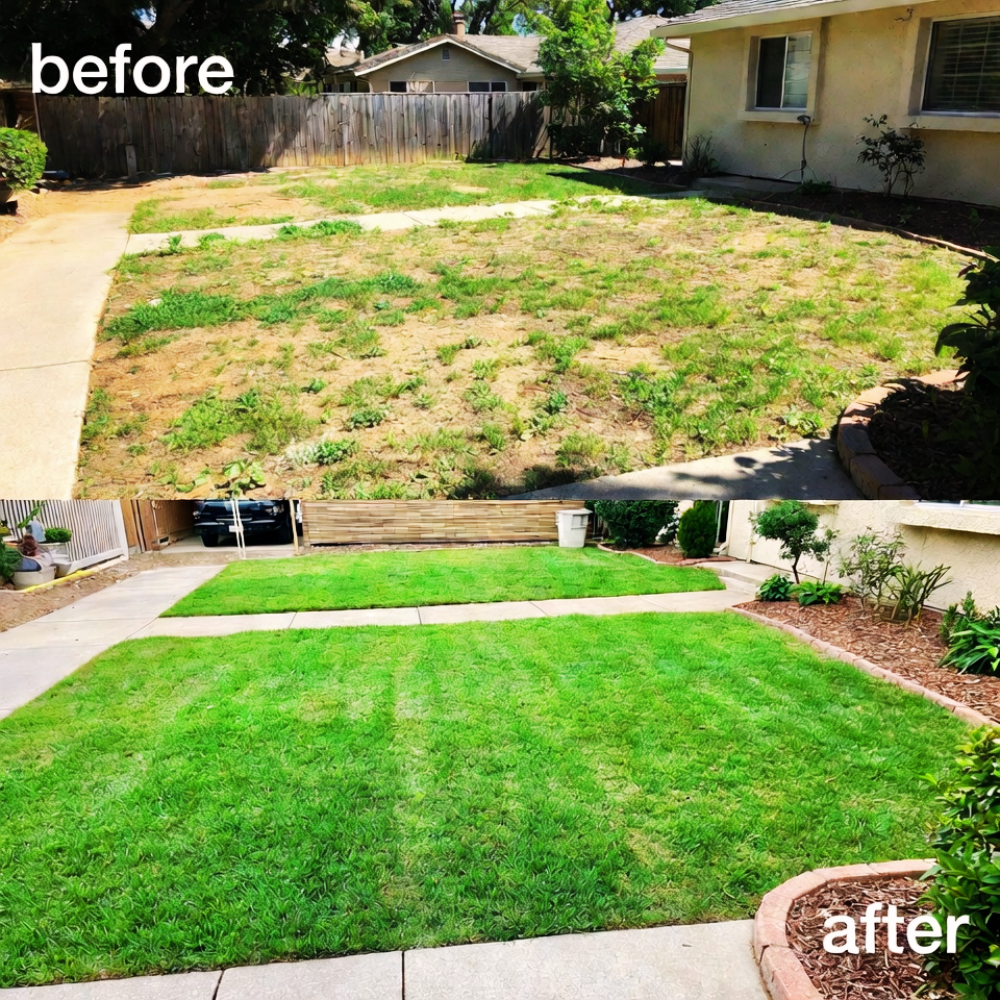 40000 Emerald Zoysia Grass Seed, Zoysia Emerald Grass Seeds for Lawn, Soft Texture and Drought Tolerant Grass Seed