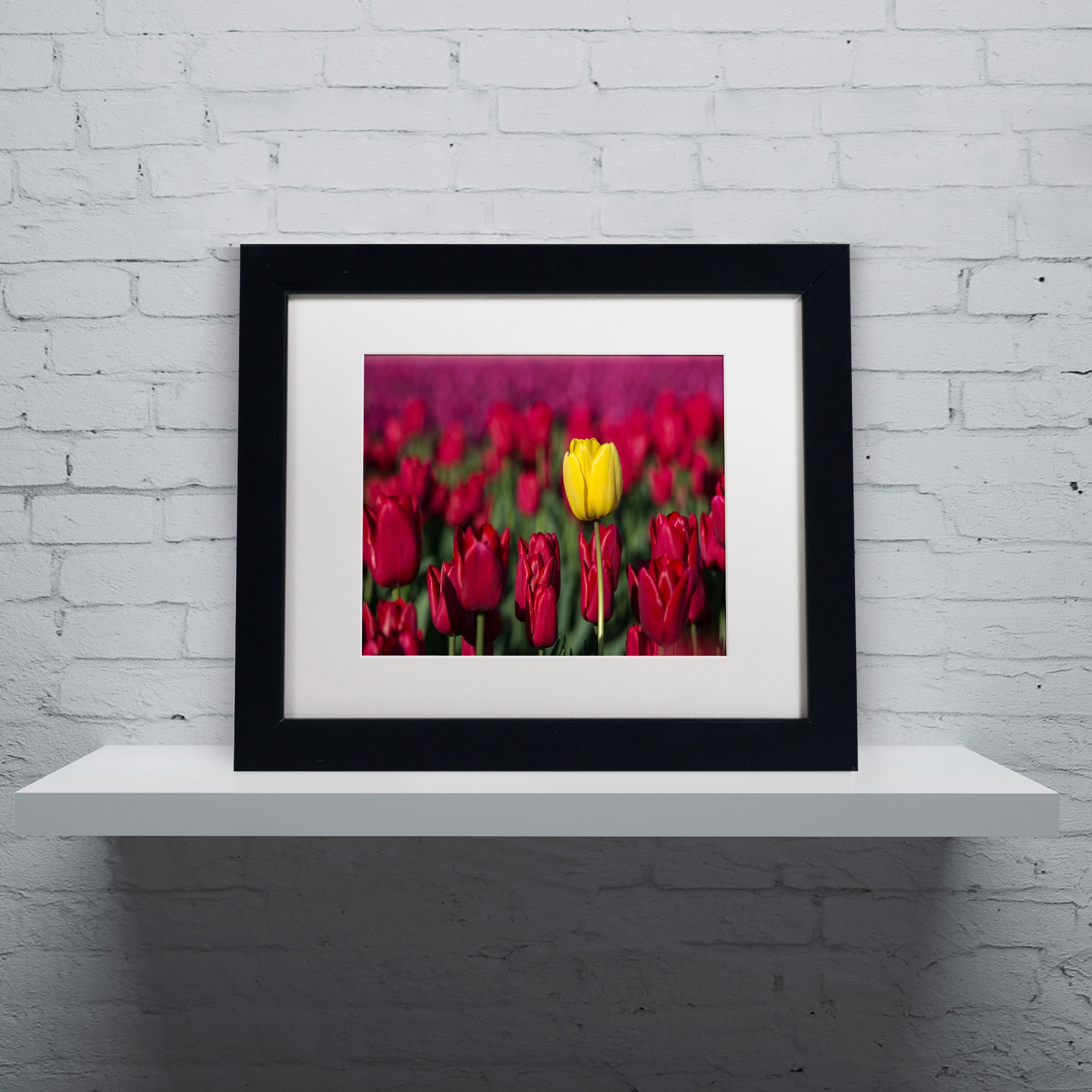 Trademark Fine Art "Yellow Tulip" Canvas Art by Pierre Leclerc, White Matte/Wood Frame