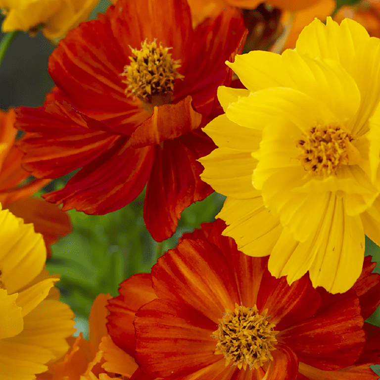 Ferry-Morse 400MG Cosmos Crest Mixed Colors Annual Flower