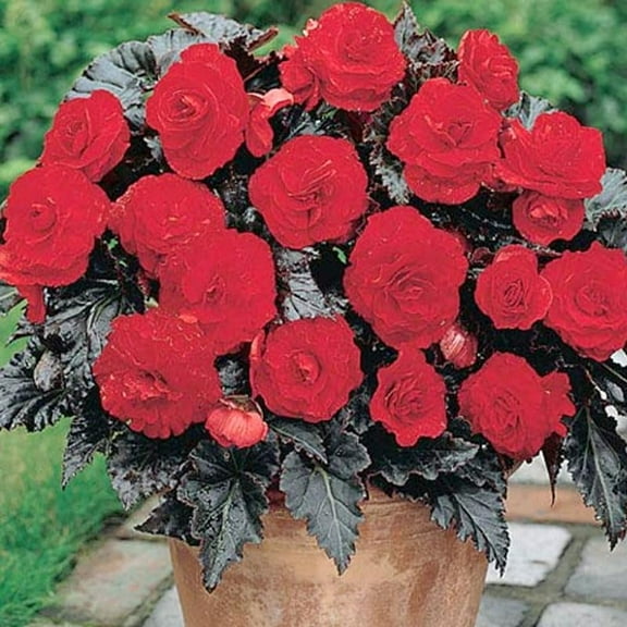 Dark Leaf Red Begonia Flower Bulbs - 3 Tubers per Pack - Deer Resistant - Grows Well In Containers - Easy to Grow Live Plants - Outdoor Garden