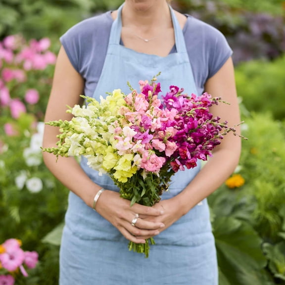 Eden Brothers Snapdragon Seeds - Rainbow Mix