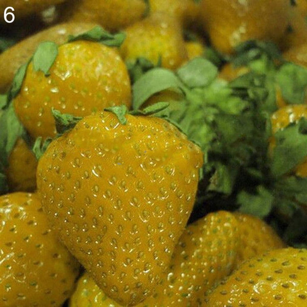 100Pcs Strawberry Seed Fruit Herb Seed for Multi Season StylePineapple
