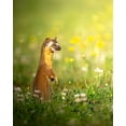 thumbnail image 2 of Karthik 20x24 White Modern Wood Framed Museum Art Print Titled - The ElusIVe Long Tailed Weasel With Eyes Closed, 2 of 4