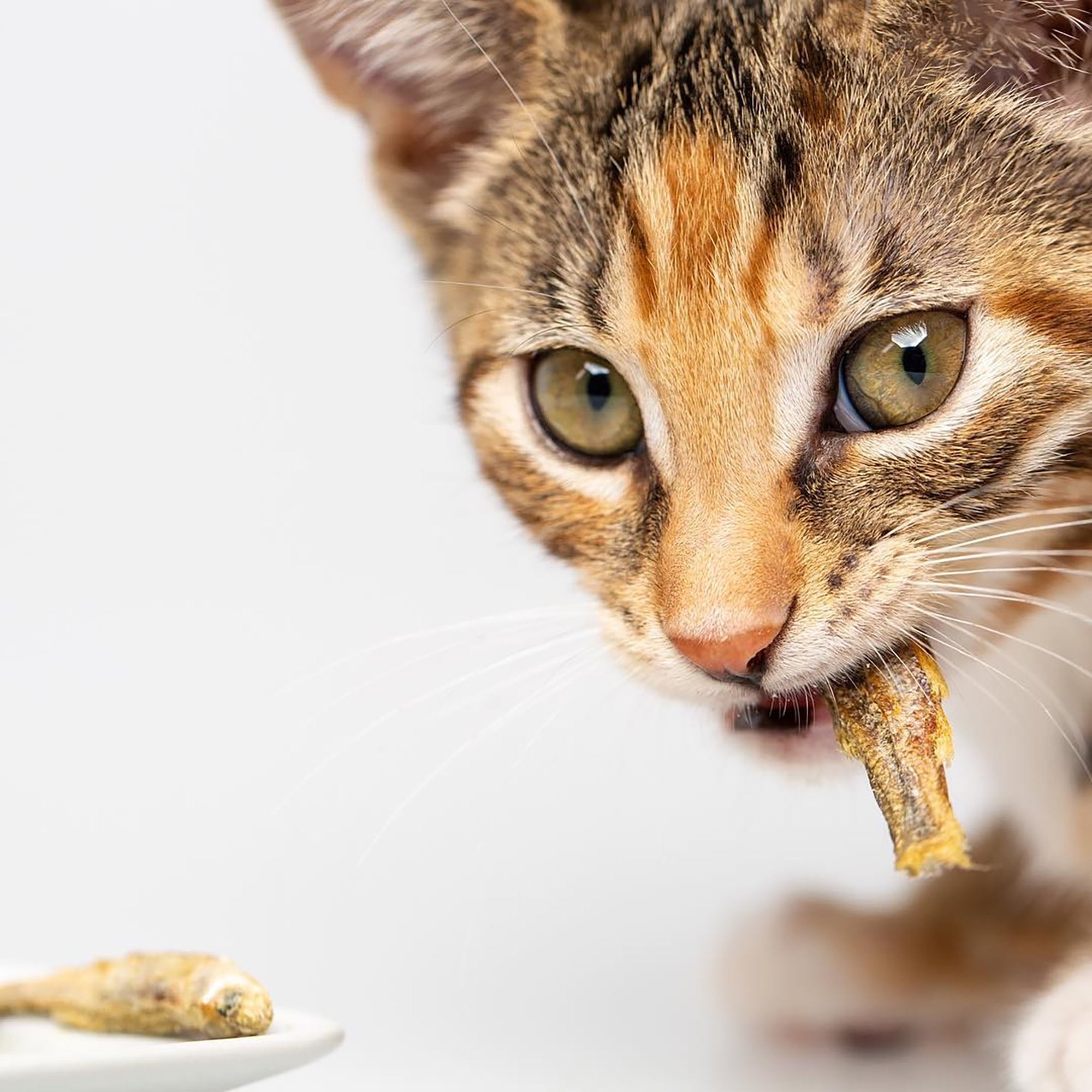 Scout & Zoe's: Munchworthy Minnows - 1oz Dog & Cat Treats, Freeze-Dried, Single Ingredient, Pet Fish Chews, Crunchy Bites, Omega-3 Rich, USA Sourced