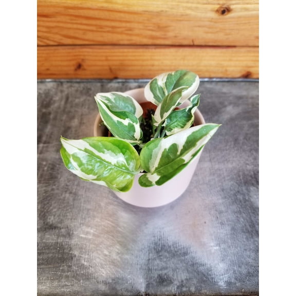 Epipremnum N'joy, 2" Plant