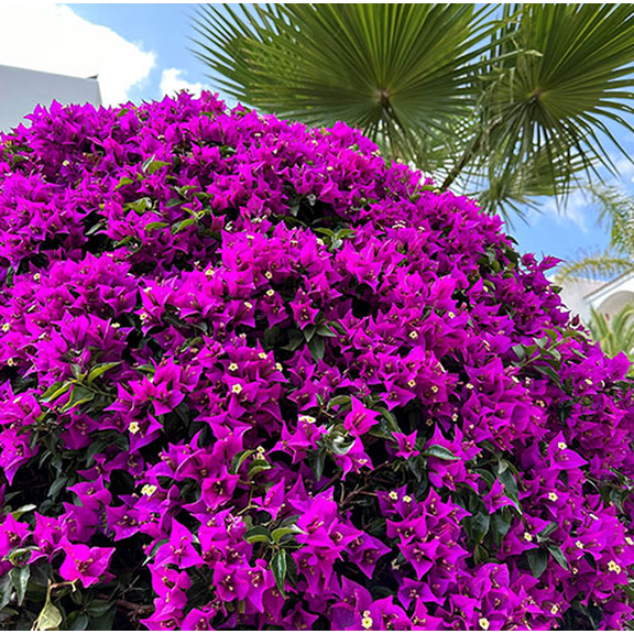 Purple Bougainvillea Plant Live for Planting, Ornamental Flower Plant for Outdoor 6 to 8 Inch Tall in 4 Inch Pot