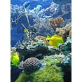 thumbnail image 2 of Under Sea Wall Mural by Wallmonkeys Peel and Stick Graphic (24 in H x 18 in W) WM307622, 2 of 4