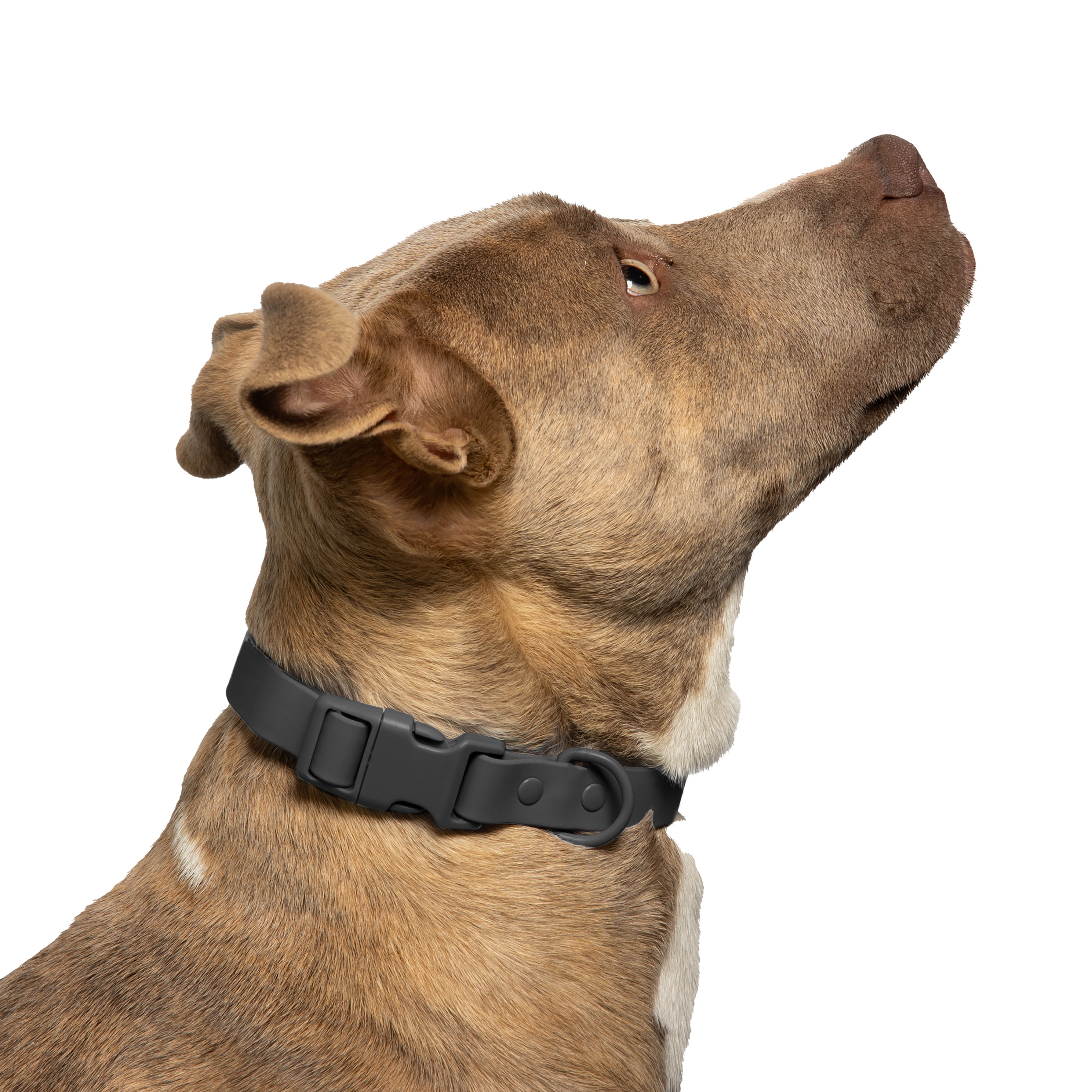 Vibrant Life Water Resistant Adjustable Dog Collar, Gray, S