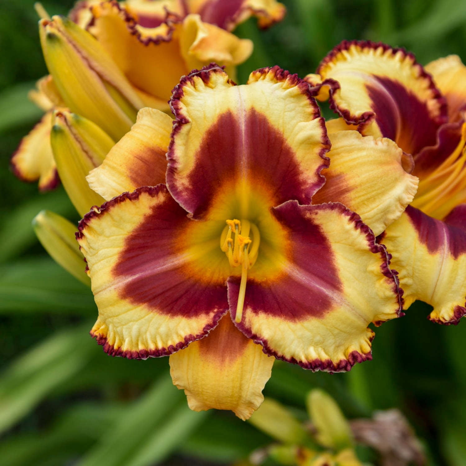 Proven Winners 6" Yellow Rainbow Rhythm 'Blazing Glory' Daylily Live Plant in 6.5" Pot