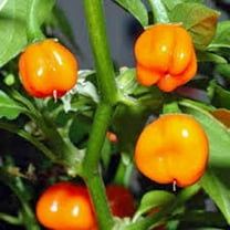 Habanero Orange Pepper Seeds, 500 seeds, Heirloom, Non-GMO, Great Fresh and Cooked USA Grown ­– Premium Non-GMO Habanero Pepper Seeds for Planting in Your Garden