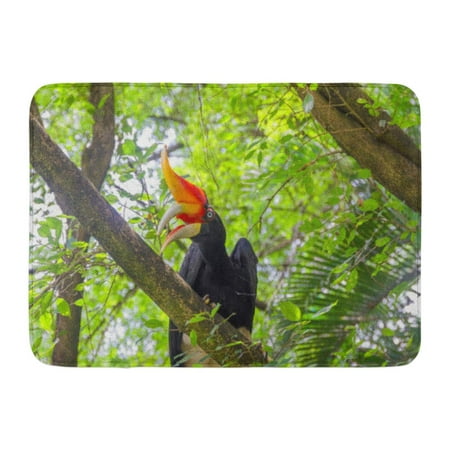 GODPOK Rainforest Black Kuala Hornbill Bird on Green Natural Colorful Lumpur Amazing Rug Doormat Bath Mat 23.6x15.7