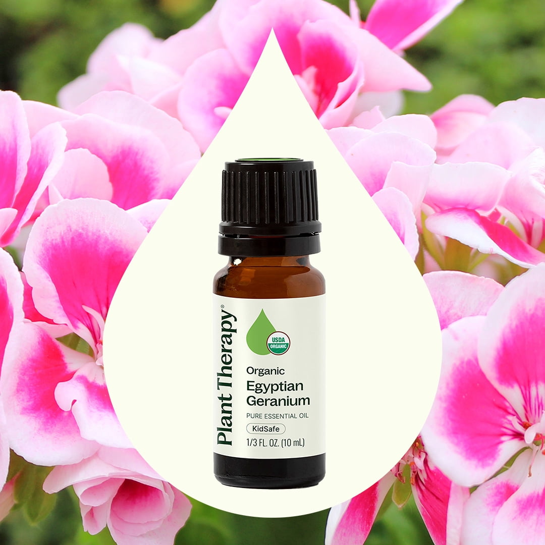 Plant Therapy Organic Egyptian Geranium Essential Oil 100% Pure, USDA Certified Organic, Undiluted, Natural Aromatherapy 10 mL (1/3 oz)