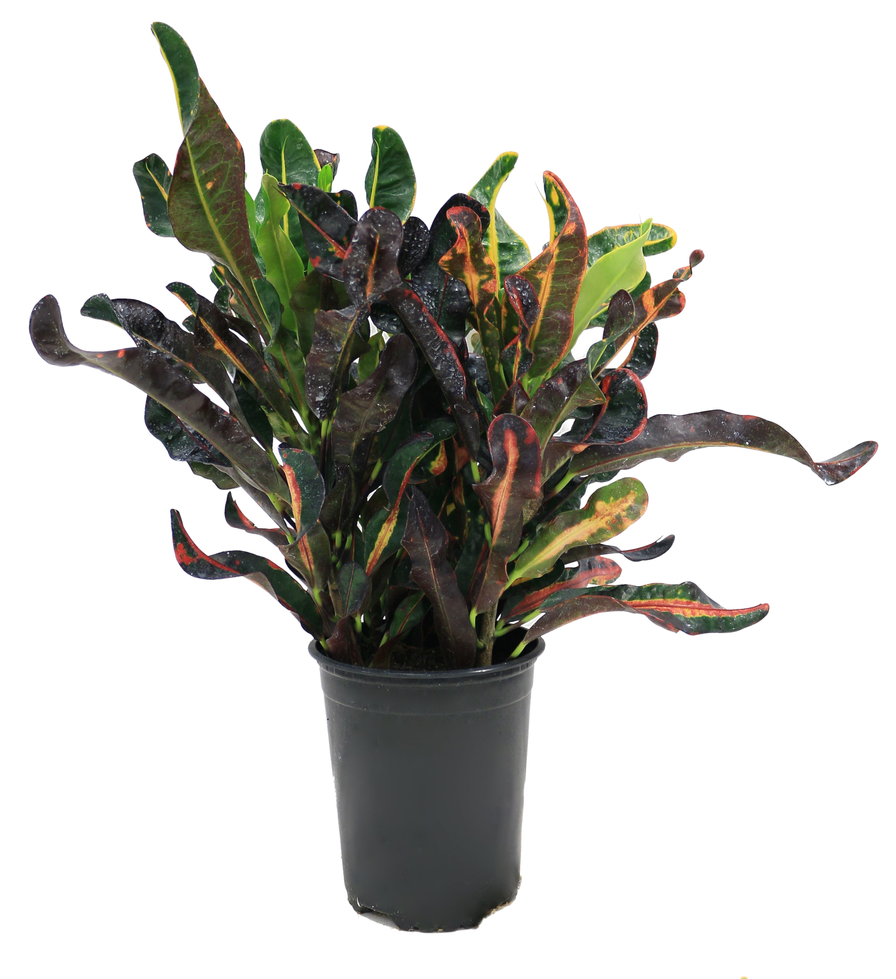 Delray Plants Croton Codiaeum Red Mammy Easy Care Live House Plant Delray Plants Croton Codiaeum Red Mammy Easy Care Live House Plant 6 Inch Black Grower S Pot