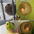 thumbnail image 5 of Bird Coconut House,Hamster House,Coconut Shells can Fixed in Bamboo, Birdcages, Hamster Cages, 5 of 6