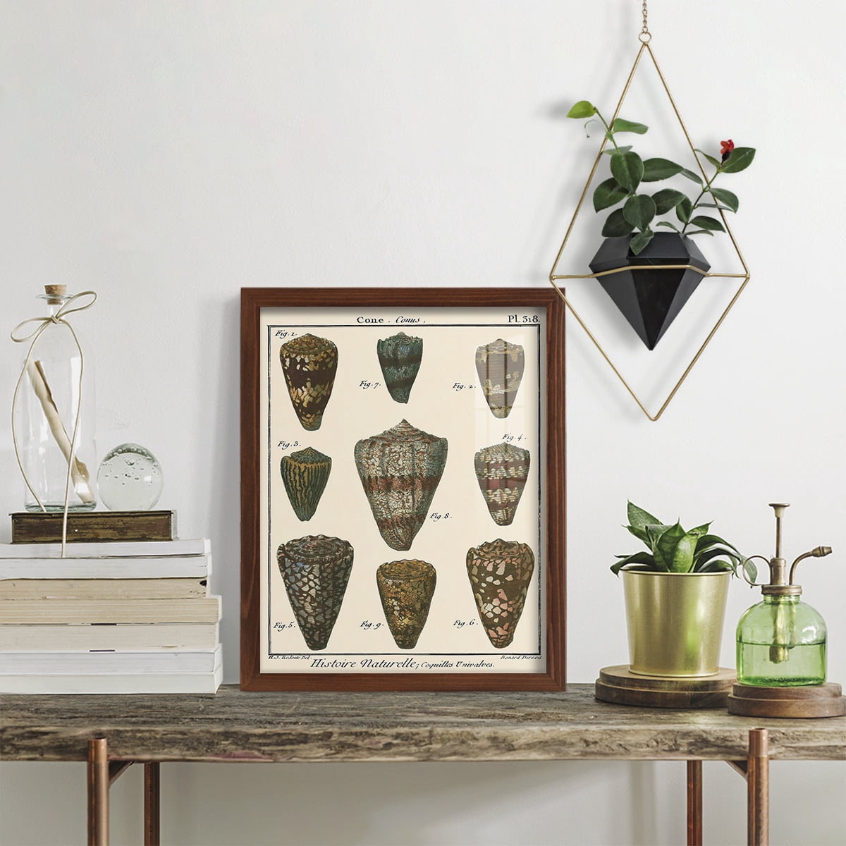 Cone Shell pl. 318 -Framed Print w/glass-Chestnut