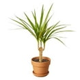 thumbnail image 3 of Dracaena Marginata Cane | Live Plant for Indoor & Outdoor, 3 of 5