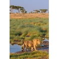 thumbnail image 2 of Jaynes Gallery 17x24 Gold Ornate Wood Framed with Double Matting Museum Art Print Titled - Africa-Tanzania-Serengeti National Park Male lion and water, 2 of 4