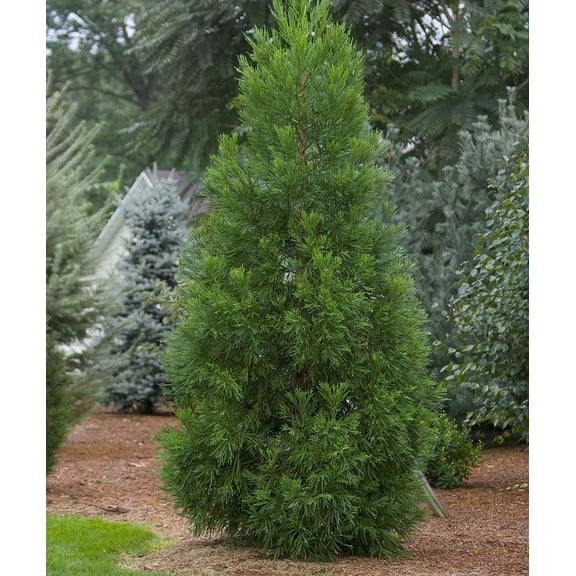 Radicans Cryptomeria Tree ( Japanese Cedar ) - Live Plant - ( 2.5 QT )