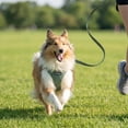 thumbnail image 7 of Best Pet Supplies Voyager Step-in Air All Weather Mesh Harness and Reflective Dog 5ft Leash Combo with Neoprene Handle, for Small,, 7 of 7