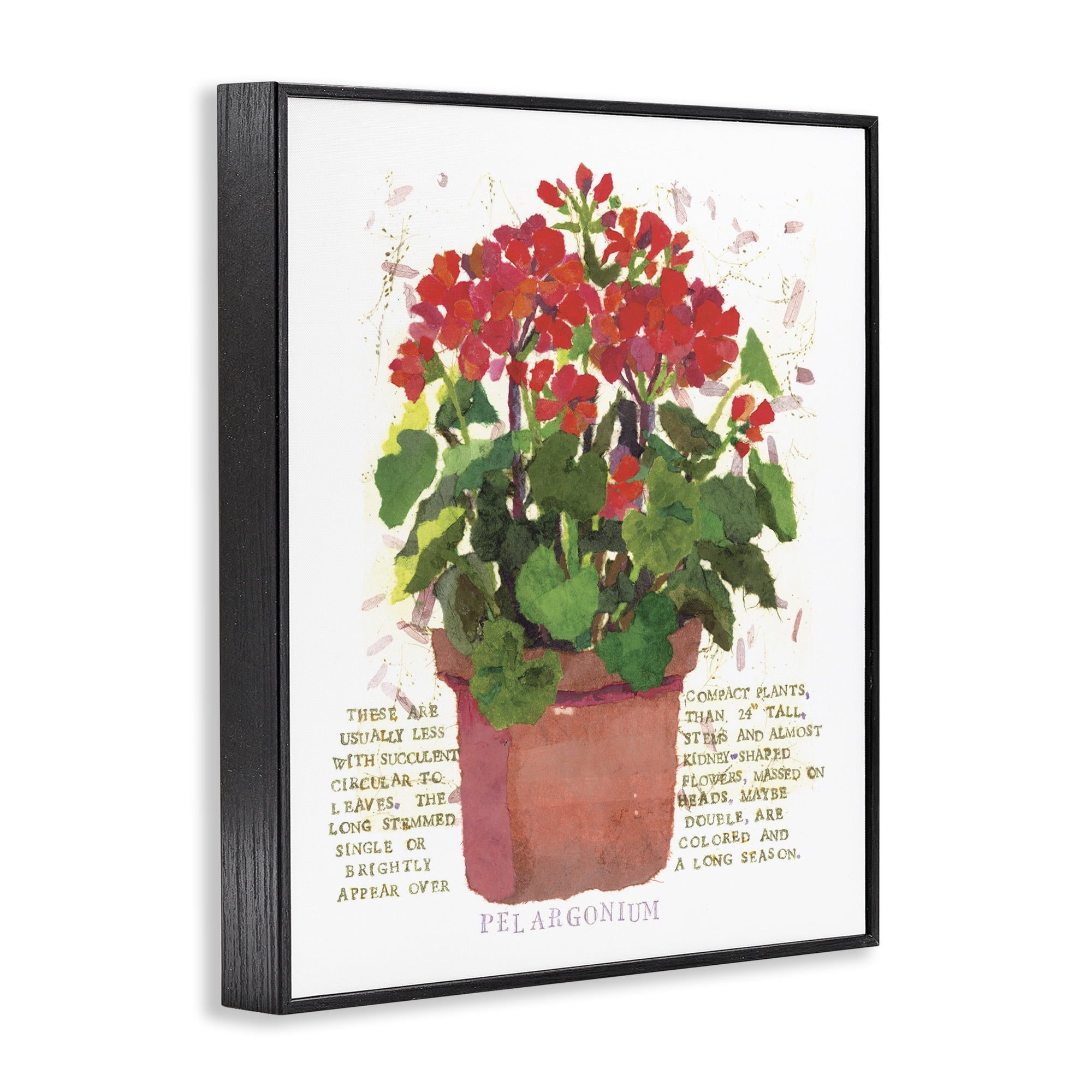 Stupell Industries Red Potted Geranium Botanical & Floral Painting Black Framed Art Print Wall Art, 24 x 30