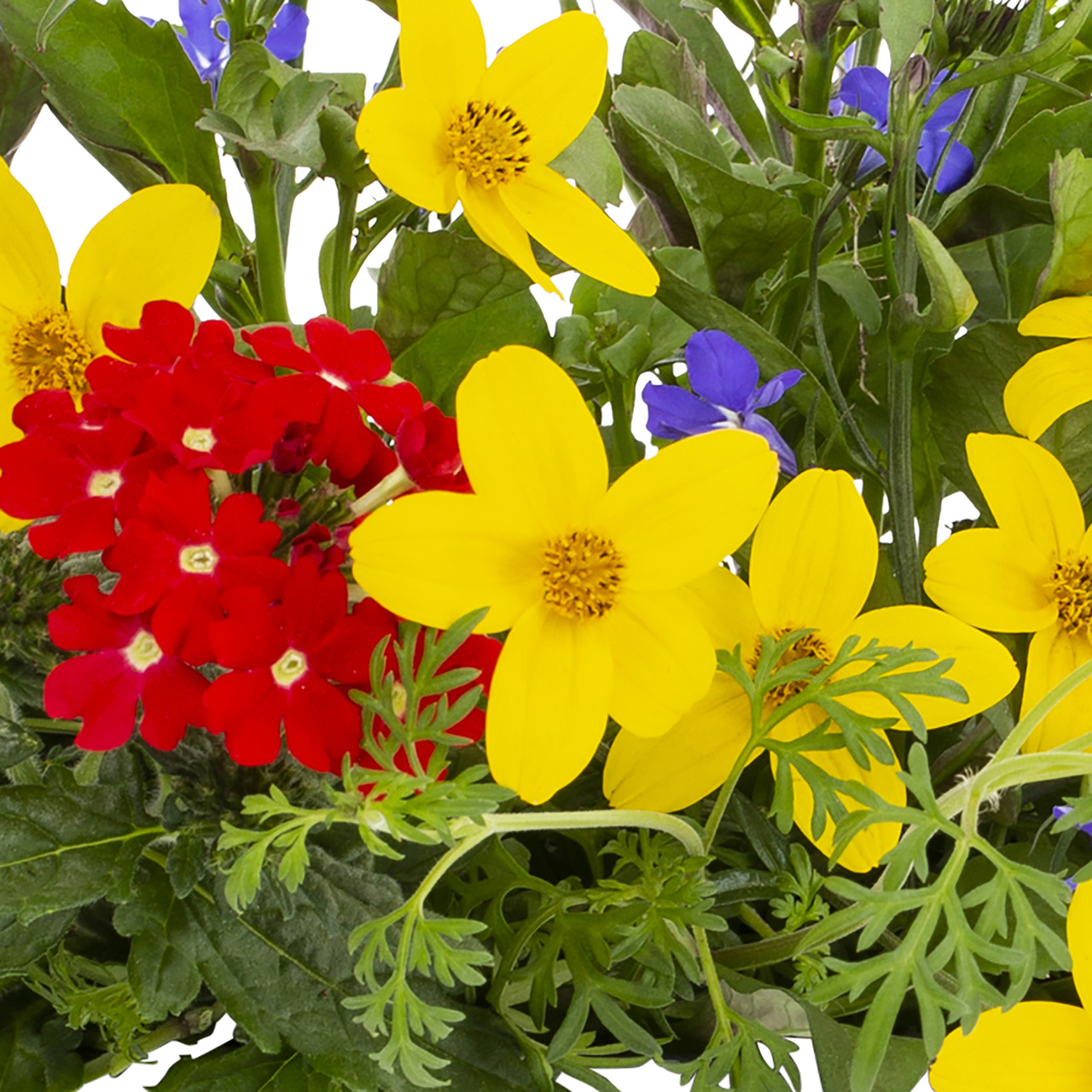 Containers Made Easy 3QT Multicolor Bidens Lobelia Verbena Live Annual Plant Sun 2-Pack