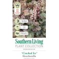 thumbnail image 6 of Southern Living Cracked Ice Heucherella 'Foamy Bells' Live Shrub in 2.5-Quart Grower Pot, 6 of 8