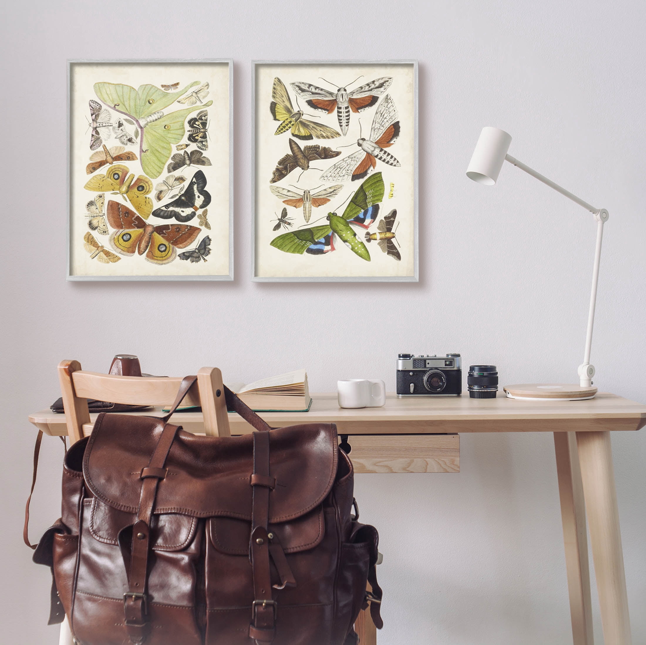 Stupell Industries Vintage Moths Latin Studies Graphic Art Gray Framed Art Print Wall Art, Set of 2, Design by World Art Group